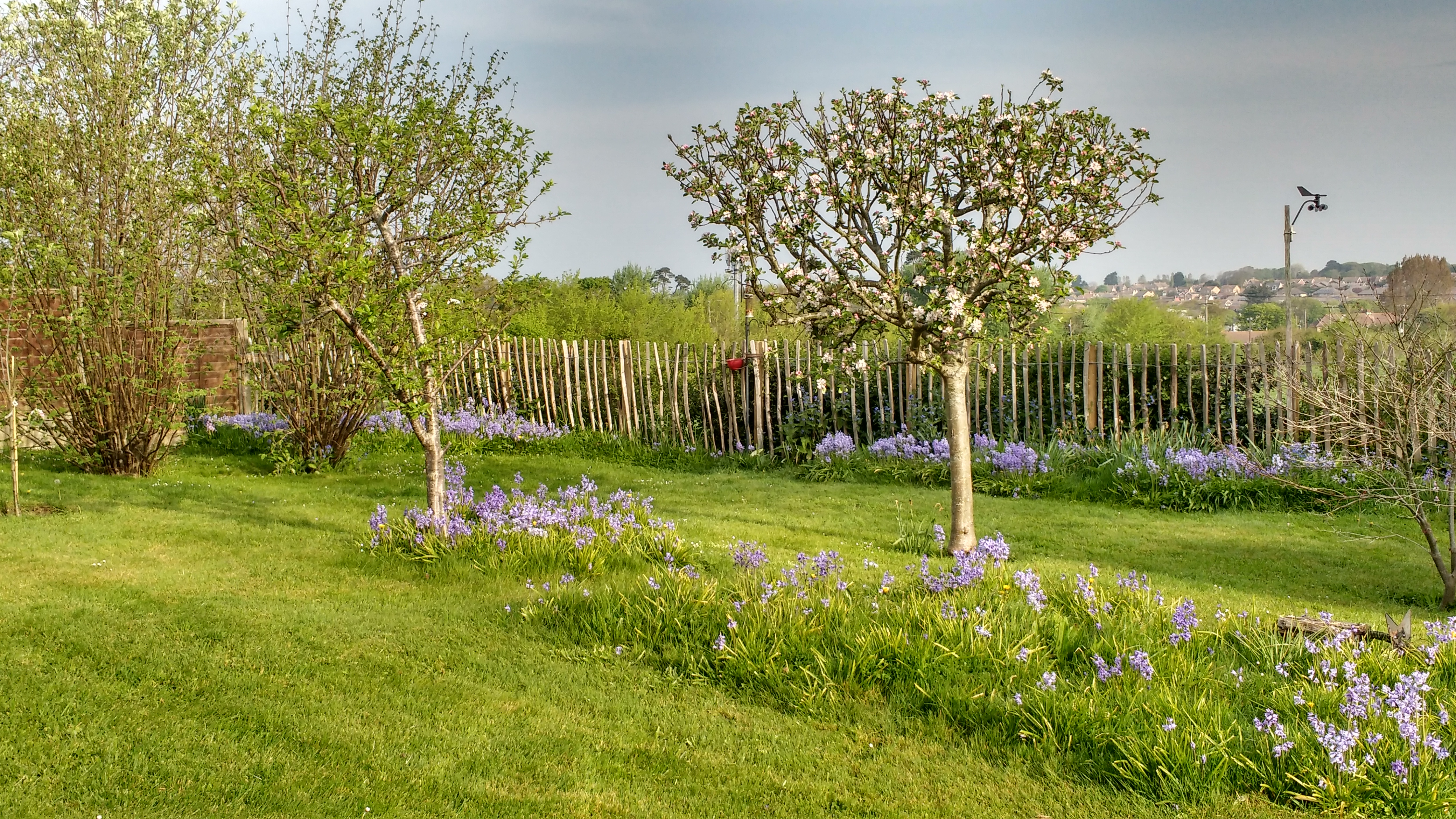 Bluebells in my garden